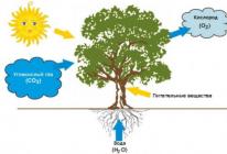 Фотосинтез: все, что надо о нем знать Каково значение фотосинтеза в жизни живых растений