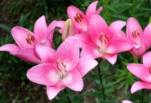 زنبق - نمادی از خلوص، گلی با تاریخچه غنی لیلی یک جنس از گیاهان خانواده است.