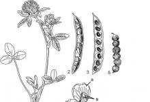 Il valore delle piante della famiglia delle falene per l'uomo Infiorescenze di piante di falena