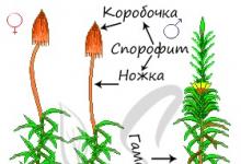 Lino de cuco de musgo: la estructura y reproducción de la planta.