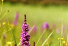 Плакунова трева: какъв вид растение, описание, полезни свойства