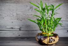 Indoor bamboo will bring good luck and prosperity to the house