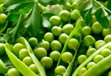 Guisantes verdes enlatados para el invierno en casa: recetas de cosecha con fotos